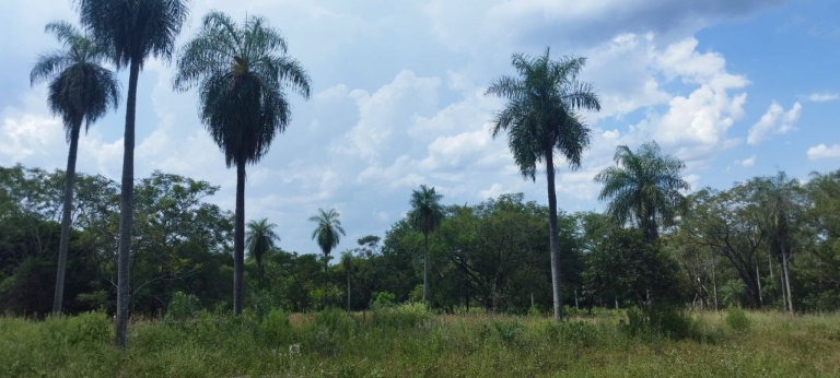 Grundstück 239 – Loma Grande