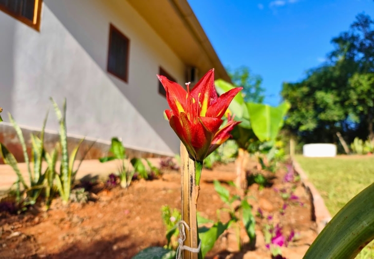 Haus mit Pool, Terrasse und altem Baumbestand – Vista Alegre